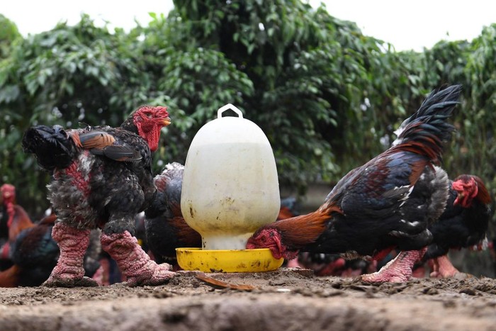 This photo taken on January 10, 2023 shows a woman holding a Dong Tao chicken for sale at her home in Hung Yen province. - The lumpy legs of the Dong Tao chicken -- named after the commune where theyre bred in northern Vietnam -- are considered a delicacy and are a particularly popular dish among the wealthy during Vietnamese new year, known as Tet. (Photo by Nhac NGUYEN / AFP) (Photo by NHAC NGUYEN/AFP via Getty Images)