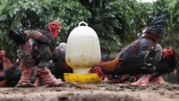 Ayam-ayam Dong Tao di pekarangan peternakan unggas di provinsi Hung Yen, Vietnam, Kamis (12/1/2023). Ayam ini memiliki tubuh yang besar, dengan cakar serupa kaki naga, berat seekor ayam Dong Tao jantan bisa mencapai 6 kilogram. Ayam ini menjadi berharga sangat mahal karena proses pengembangbiakannya sulit dan sesnsitif terhadap perubahan cuaca. 