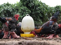 Ayam dari Vietnam Ini Rasanya Gurih Enak dan Harganya Rp 39 Juta Seekor