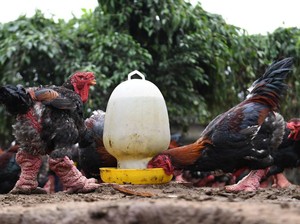 Ayam dari Vietnam Ini Rasanya Gurih Enak dan Harganya Rp 39 Juta Seekor
