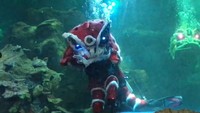 Nah ini pertunjukan barongsai bawah air di Sea World Ancol/Foto: 20Detik