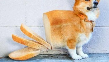 Anjing jadi roti. Foto: Reddit/Animalsinthings