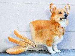 Karya Dewa Photoshop Padukan Hewan ke Objek Sehari-hari Bikin Puas Mata