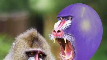 Seram juga ya balonnya... Foto: Reddit/Animalsinthings