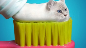 Kalo ini kucing jadi odol. Foto: Reddit/Animalsinthings