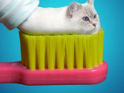 Karya Dewa Photoshop Padukan Hewan ke Objek Sehari-hari Bikin Puas Mata