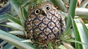 Burung hantu jadi nanas. Foto: Reddit/Animalsinthings
