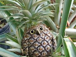 Karya Dewa Photoshop Padukan Hewan ke Objek Sehari-hari Bikin Puas Mata