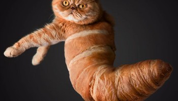 Kucing jadi croisant. Foto: Reddit/Animalsinthings