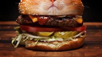 Kucing jadi burger. Foto: Reddit/Animalsinthings