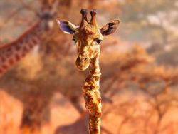 Karya Dewa Photoshop Padukan Hewan ke Objek Sehari-hari Bikin Puas Mata