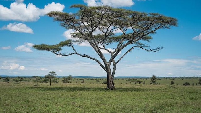 Sabana.