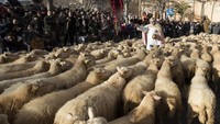 Seorang pendeta memberkati kawanan domba selama upacara tradisional Beneides di Gereja Muro, pulau Balearic, Spanyol, Selasa (17/1/2023).  