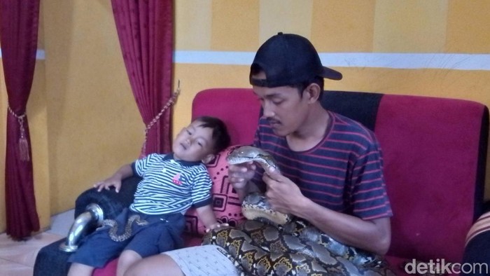 Ular piton yang tinggal di tengah-tengah keluarga di Kuningan, Jawa Barat