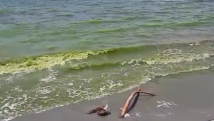 Air laut Selayar berubah hijau.