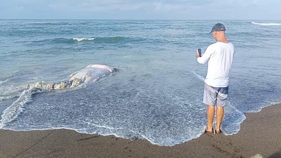 Melihat Evakuasi Bangkai Paus di Pantai Munggu