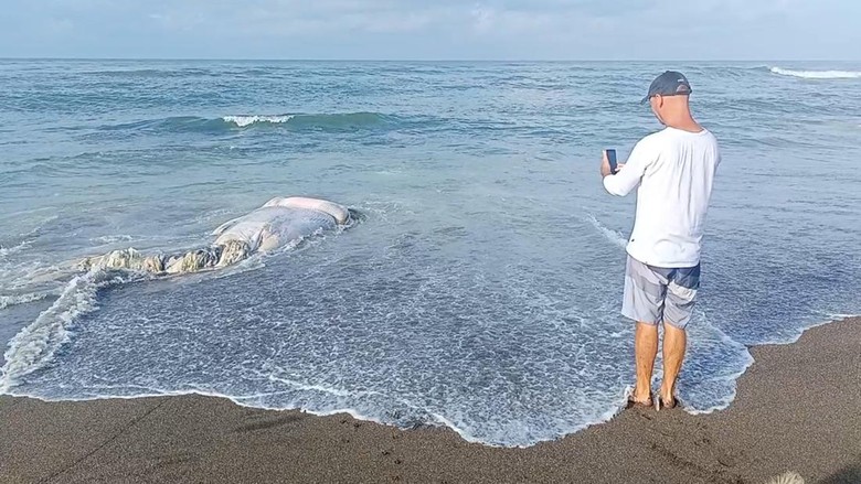 Bangkai paus terdampar di Munggu, Badung, Bali, Kamis (19/1/2023) pagi. (Foto: Agus Eka/detikBali) Bangkai paus terdampar di Munggu, Badung, Bali, Kamis (19/1/2023) pagi. (Foto: Agus Eka/detikBali)