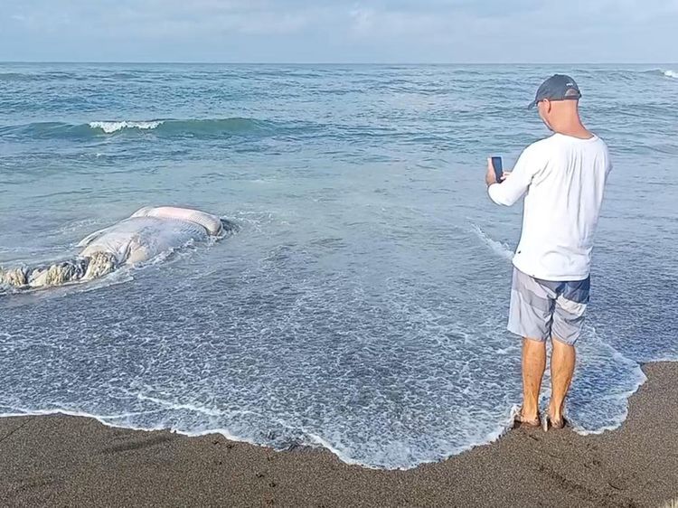 Melihat Evakuasi Bangkai Paus di Pantai Munggu