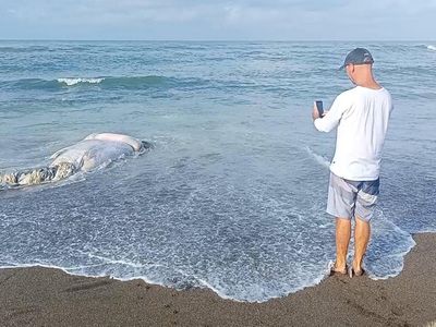 Melihat Evakuasi Bangkai Paus di Pantai Munggu