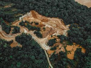 Menggunduli Hutan Bikin Bumi Makin Panas Membara