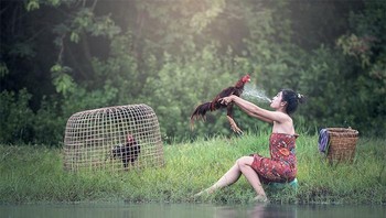 Ilustrasi cara memandikan ayam jago... Foto: Boredpanda