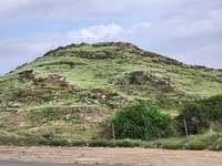 Gurun di Mekah menghijau