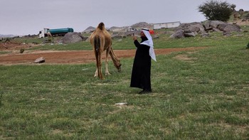 Banyak penduduk setempat memposting gambar di media sosial, dengan beberapa melihat tanaman hijau sebagai bukti ramalan Muslim, yang mengatakan: Kiamat tidak akan datang sampai tanah Arab kembali menjadi padang rumput dan sungai. Foto: Hani Alshaer/Anadolu Agency via Getty Images