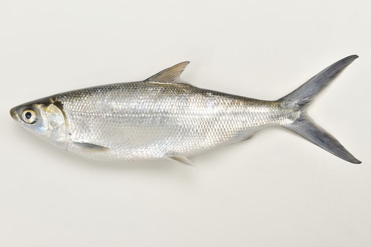 ikan bandeng