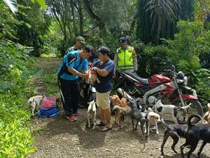 Peringatan! 3 Anjing di Tabanan Positif Rabies