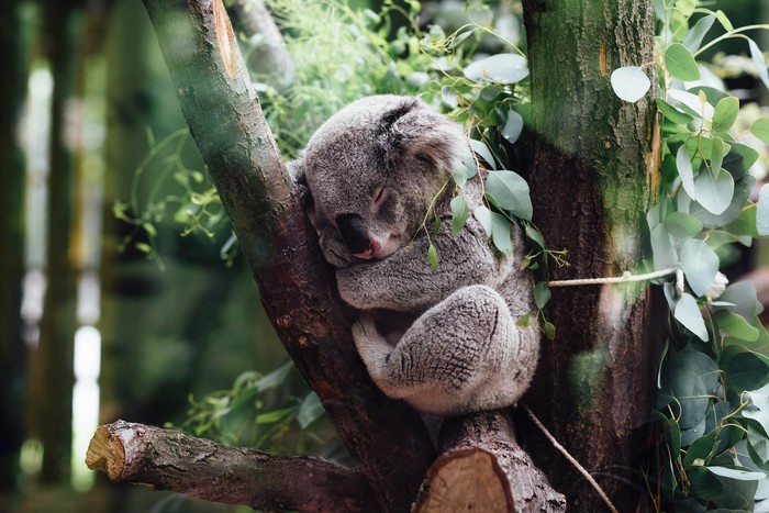Koala tidur di pohon.