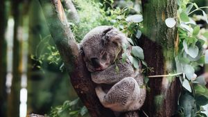 Bukan Monyet, Hewan Ini Punya Sidik Jari Serupa Manusia
