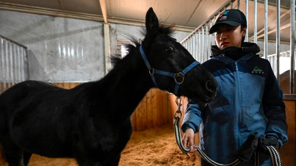 Kloning Kuda Jadi Harapan Baru Buat Olahraga Berkuda di China