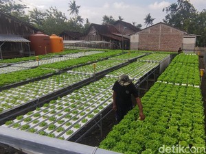 Lulusan SMP Sukses Bikin Ladang Hidroponik di Semarang, Sehari Panen 100 Kg