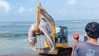 Bangkai paus menjadi tontonan warga sekitar saat dievakuasi oleh petugas.