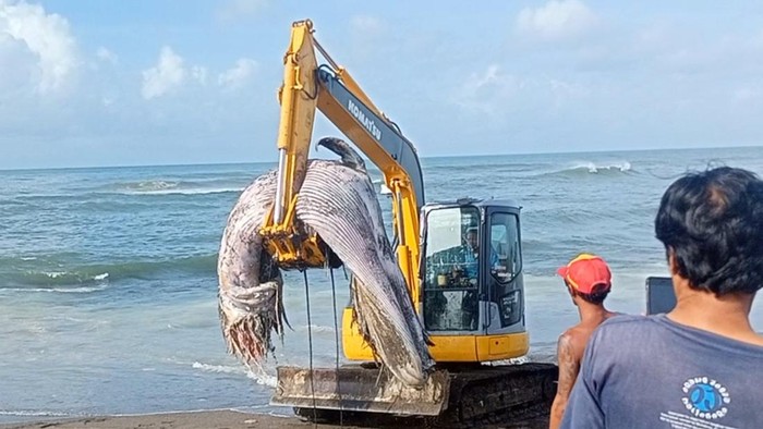 Paus terdampar di Pantai Munggu, Badung, Bali yang menjadi tontonan pengunjung pantai, Kamis (19/1/2023).