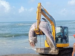 Bangkai paus menjadi tontonan warga sekitar saat dievakuasi oleh petugas.