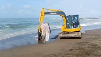 Eskavator dikerahkan untuk mengevakuasi bangkai paus yang terdampar di Pantai Munggu, Badung, Bali Kamis (19/1/2023).