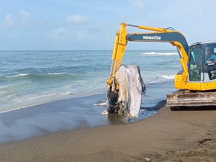 Eskavator yang digunakan saat mengevakuasi bangkai paus yang terdampar di Pantai Munggu, Badung, Bali Kamis (19/1/2023).