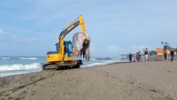 Petugas menggunakan eskavator memindahkan bangkai paus untuk dikubur di pantai, Kamis (19/1/2023).