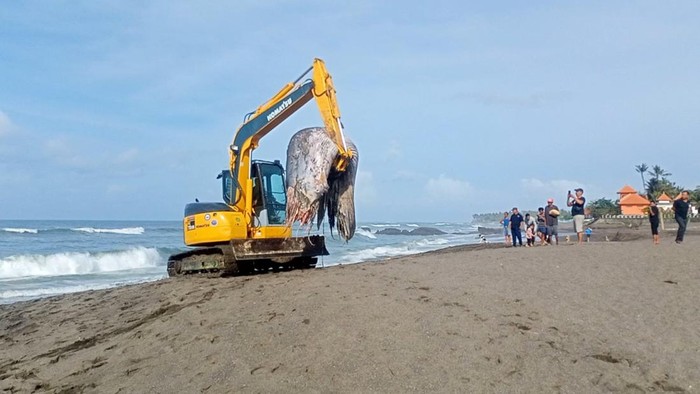 Petugas menggunakan eskavator memindahkan bangkai paus untuk dikubur di pantai.