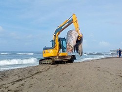 Petugas menggunakan eskavator memindahkan bangkai paus untuk dikubur di pantai, Kamis (19/1/2023).