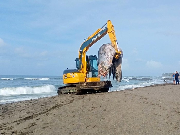 Petugas menggunakan eskavator memindahkan bangkai paus untuk dikubur di pantai.