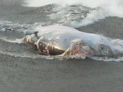 Paus terdampar di Pantai Munggu, Badung, Bali, Kamis (19/1/2023). Bangkai mamalia laut itu ditemukan pertama kali oleh penanggungjawab Pantai Munggu, Ketut Alit.