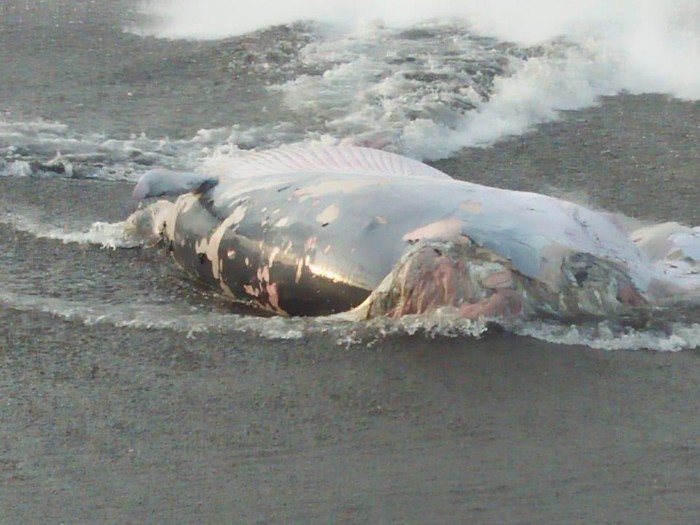 Paus terdampar di Pantai Munggu, Badung, Bali, Kamis (19/1/2023).