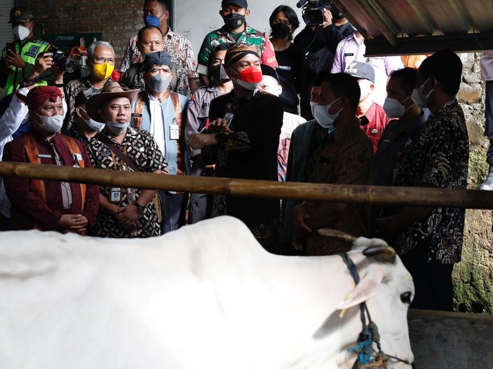Ganjar Pranowo mengecek peternakan sapi untuk mencegah penyebaran penyakit lumpy skin deasease.
