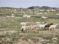 Penampakah Makkah yang Menghijau