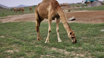 Unta sekarang merumput di rerumputan yang subur Foto: Hani Alshaer/Anadolu Agency via Getty Images