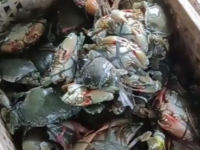 penjual kepiting di pasuruan