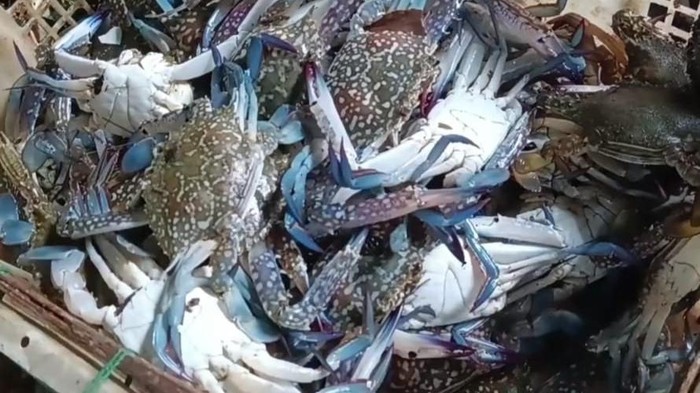 penjual kepiting di pasuruan