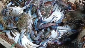 Jangan Ganggu Kepiting Ini, Gigitannya Setara Buaya